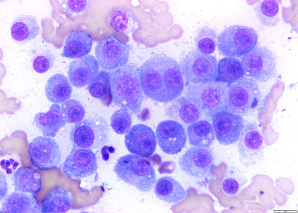 Cytology - general guidelines - Awanui Veterinary