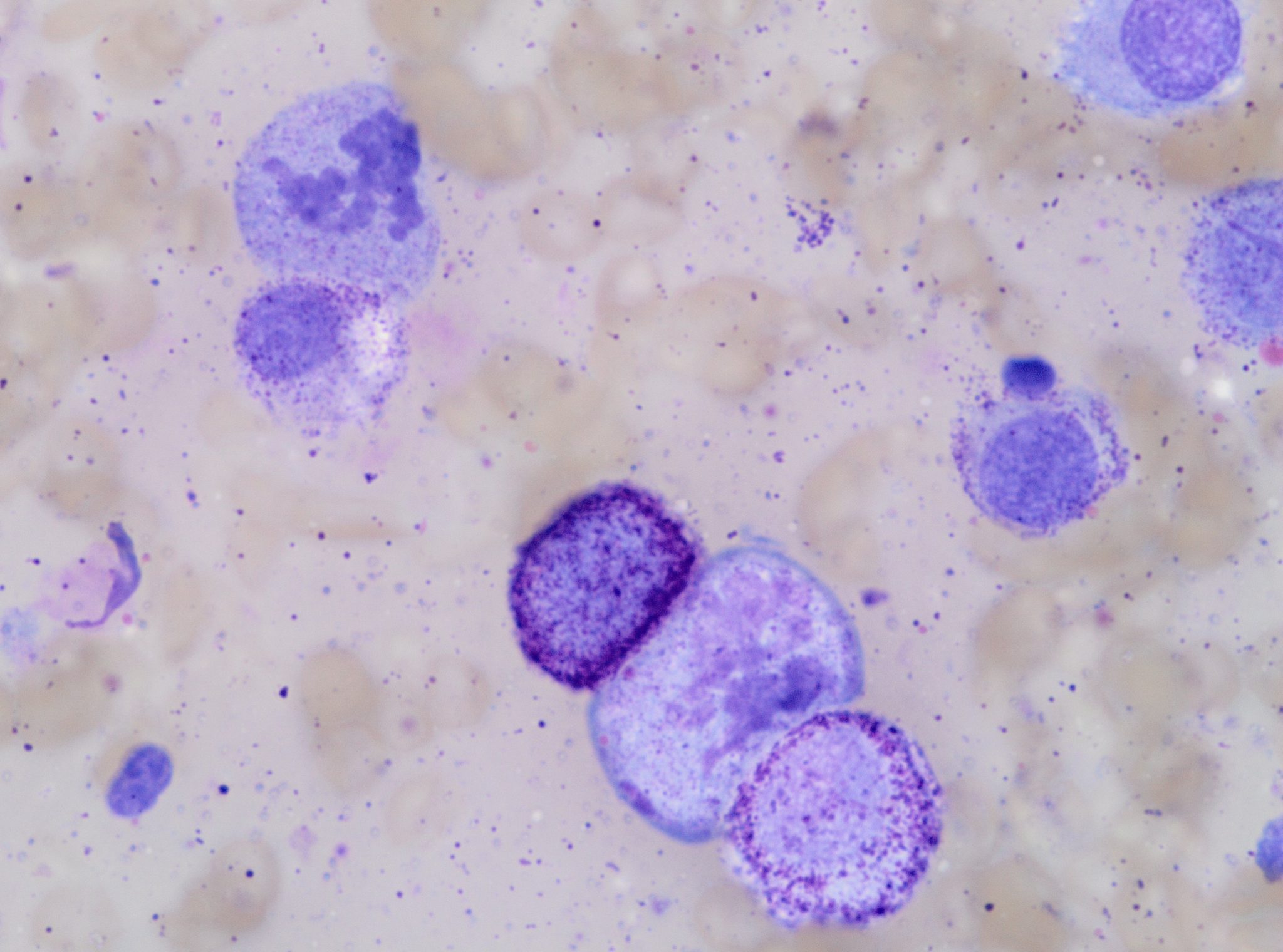 Cytologic grading of canine mast cell tumours - Awanui Veterinary