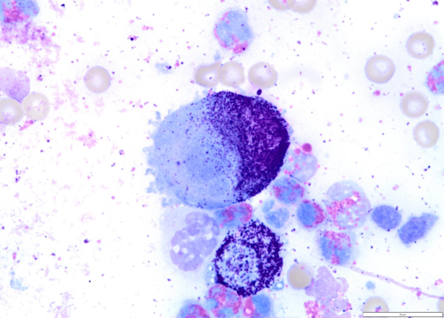 Cytologic grading of canine mast cell tumours - Awanui Veterinary